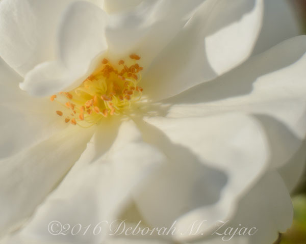 White miniature rose- photography