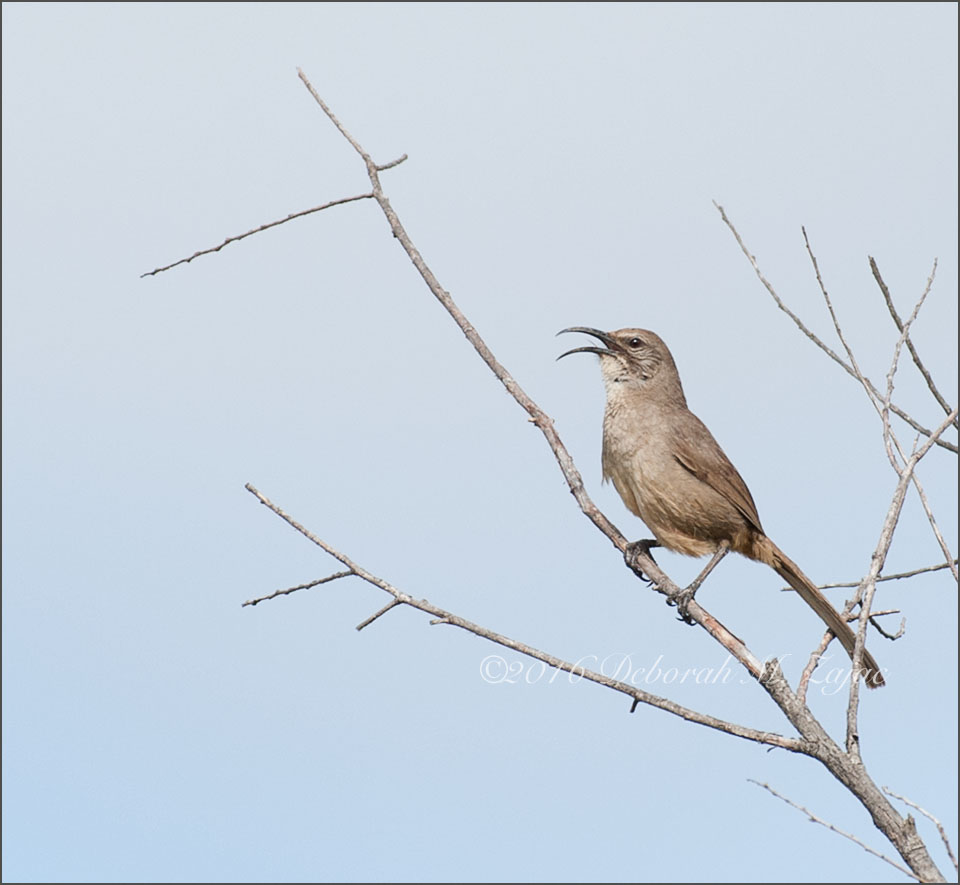 California Thrasher