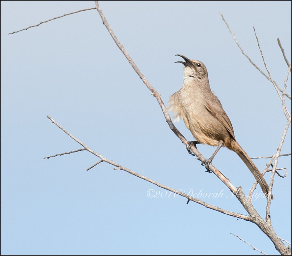 California Thrasher