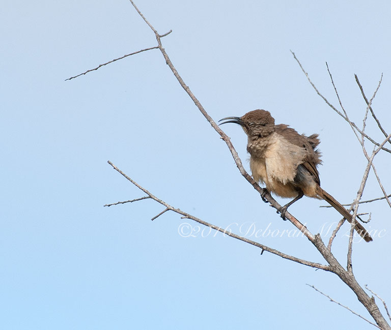 California Thrasher