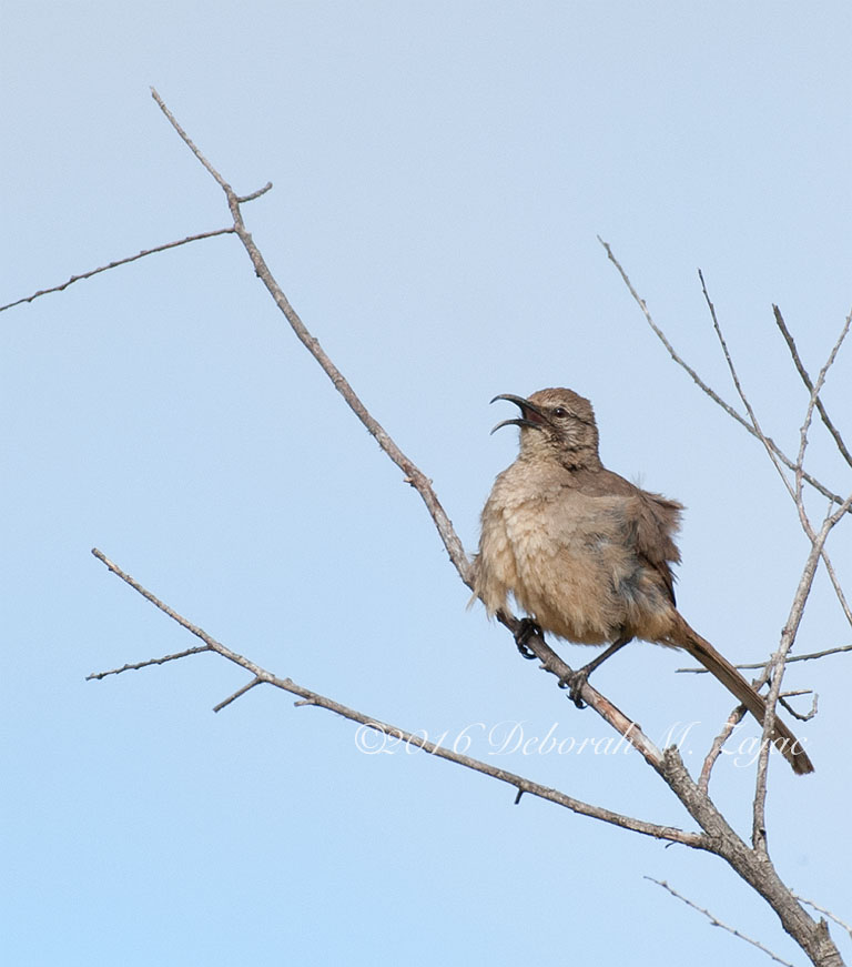 California Thrasher
