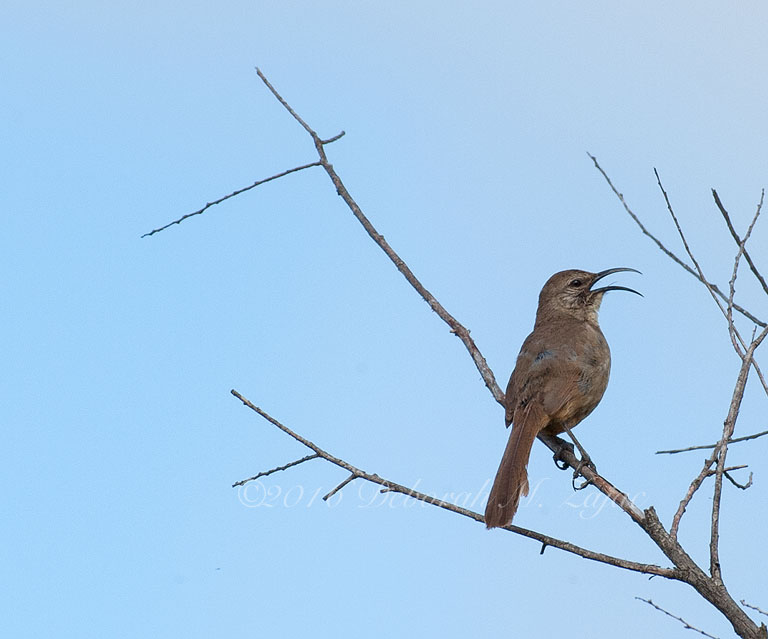 California Thrasher