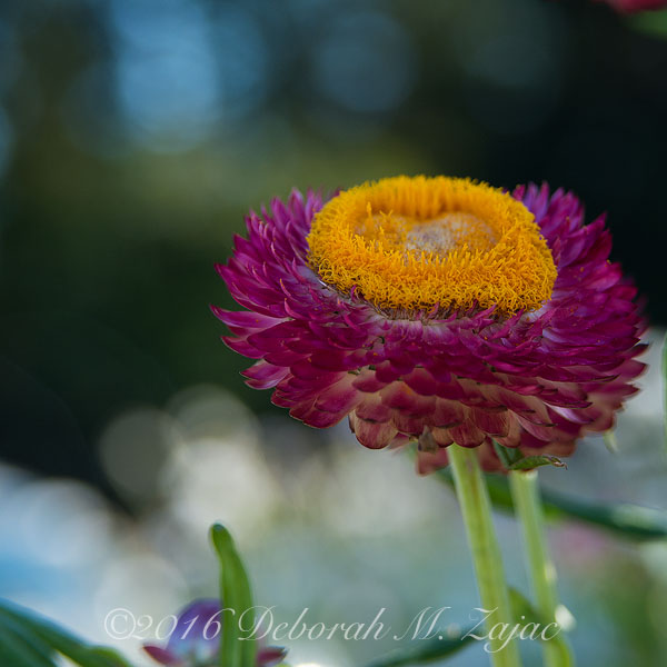 Ainsley House Garden
