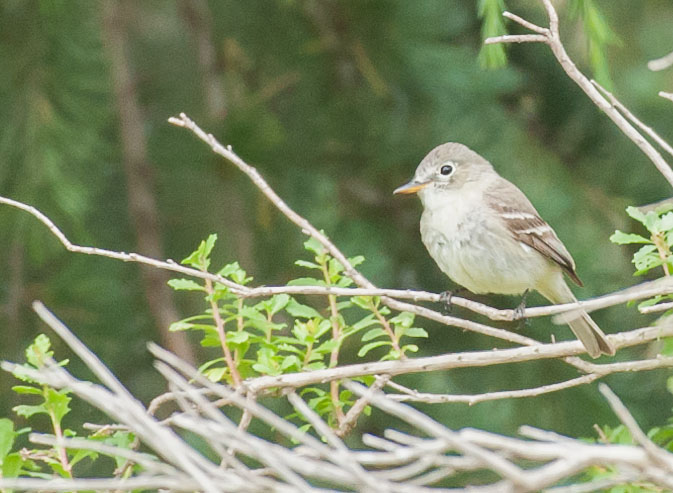 Gray flycatcher