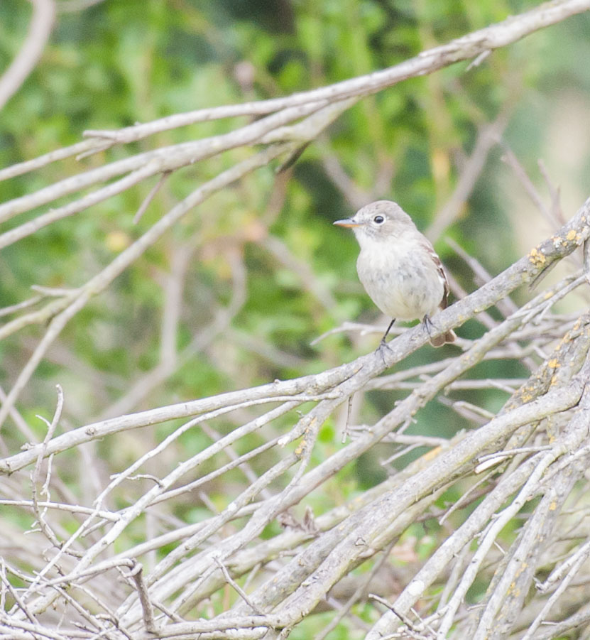 Gray Flycatcher