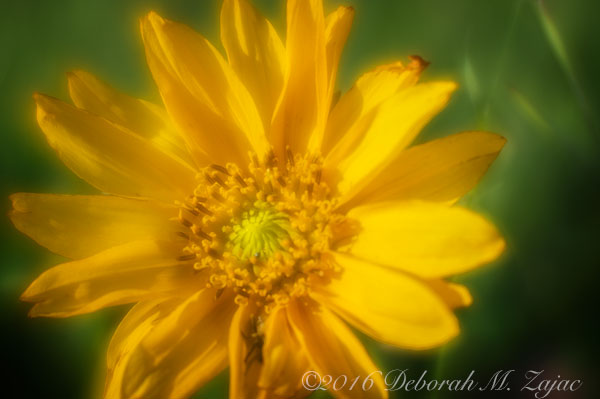 Lensbaby w/soft focus optic- Flower