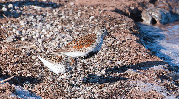Western Sandpipers- Photography