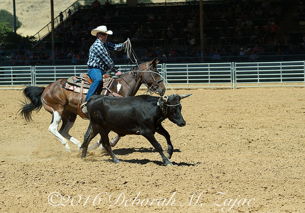 Cow Roping Rodeo