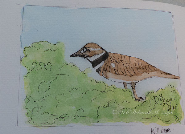 Killdeer in Watercolor