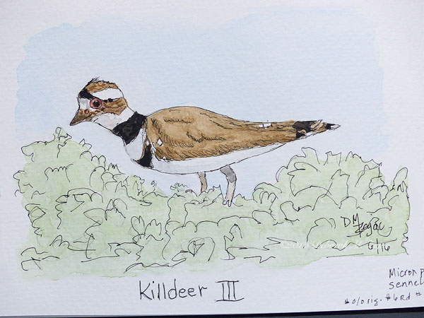 Killdeer in Watercolor