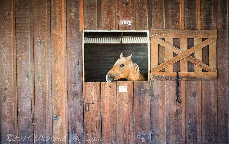 Copyright © Deborah M. Zajac ALL RIGHTS RESERVED