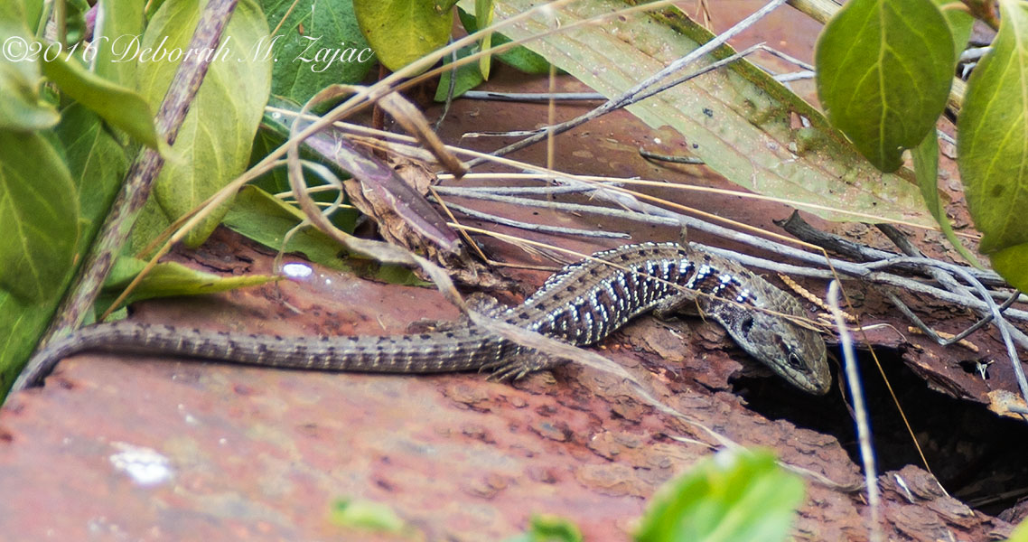 Alligator Lizard