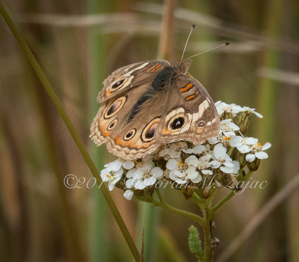 Common Buckeye Butterfly