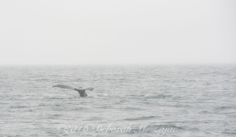 Humpback Whale Fluking