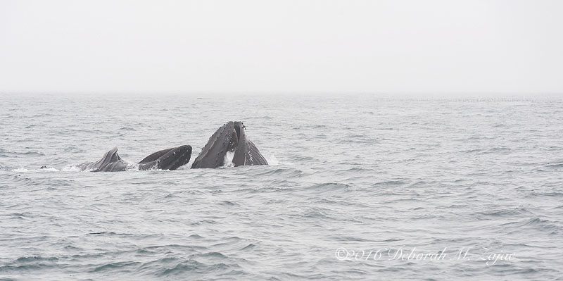 Humpback Whale Lunge Feeding