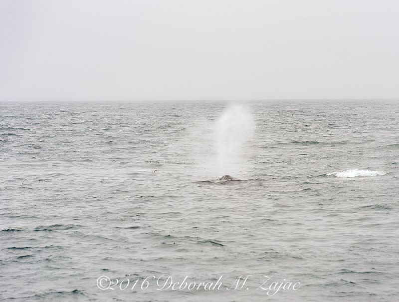 Humpback Whale Spouting