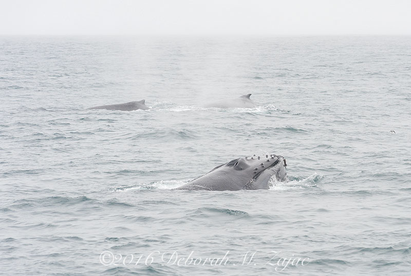 Humpback Whale Lunge Feeding