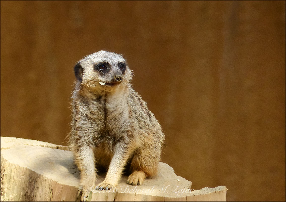 Meerkat