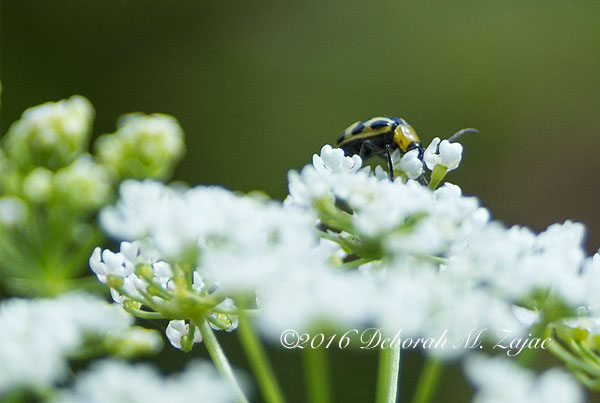Spotted Cumcumber Bettle