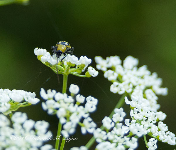 Spotted Cucumber Beetle