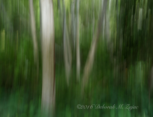 Trees and Foliage Abstract