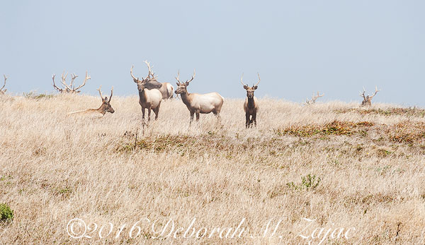 Tule Elk Males