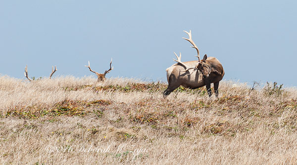 Tule Elk Male