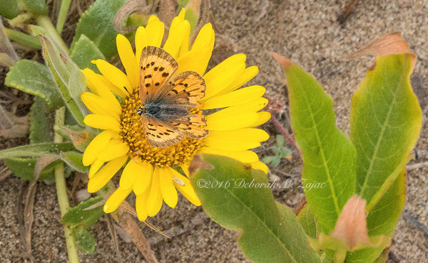 Unknown Skipper or Butterfly?