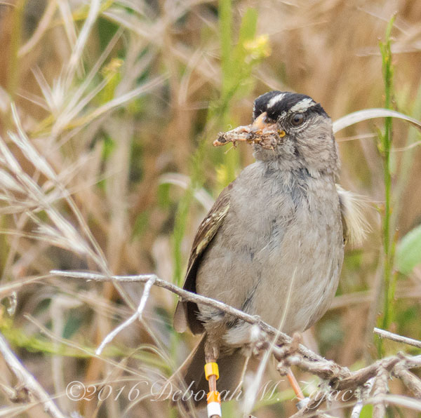 Banded White Crown Sparrow