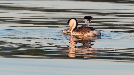 Clark Grebe Pair