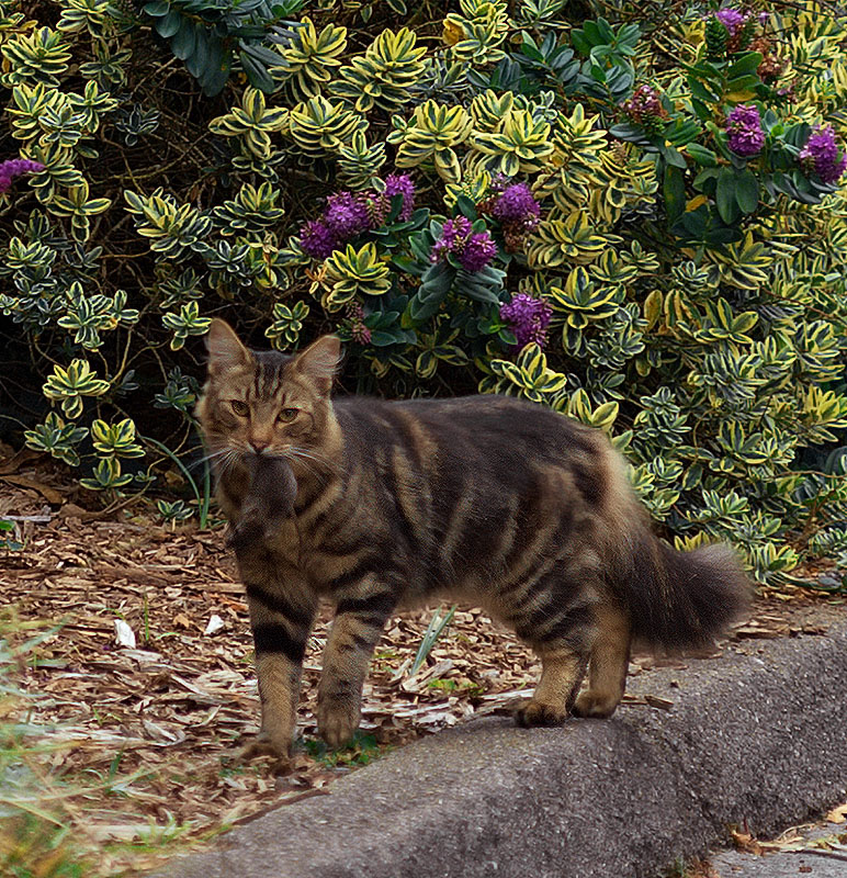 Feral Cat with Mouse