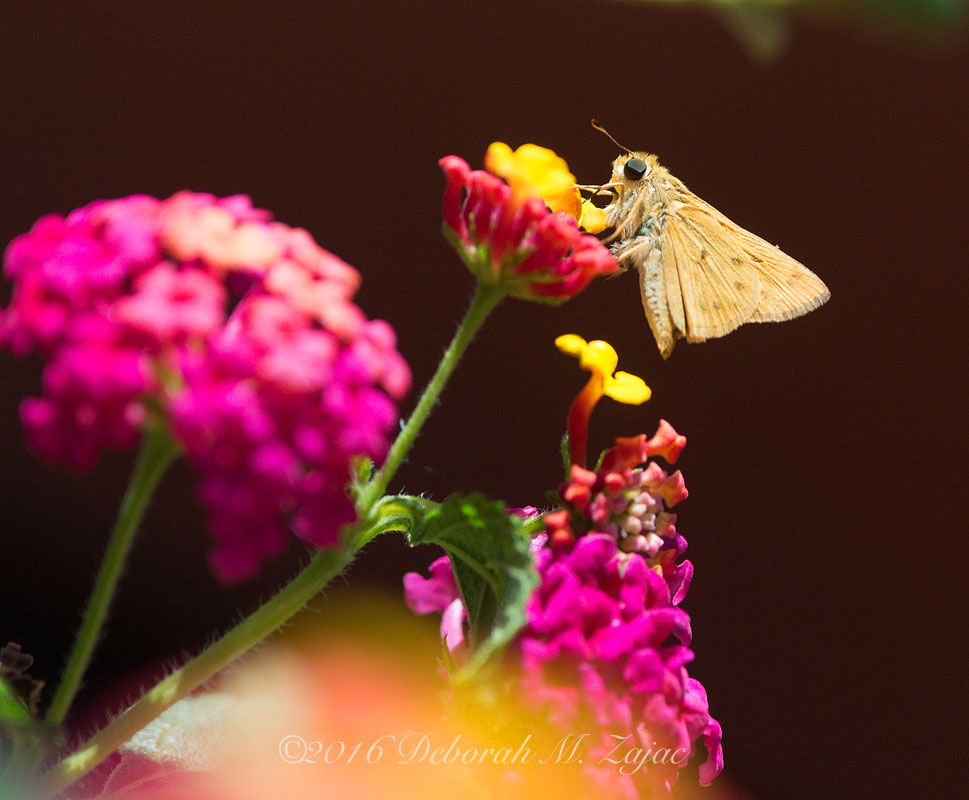 Fiery Skipper on Lantana