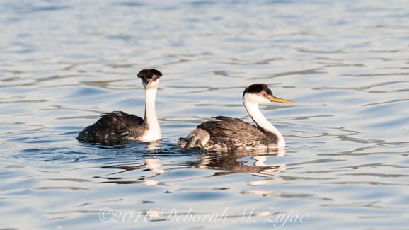 Western Grebes