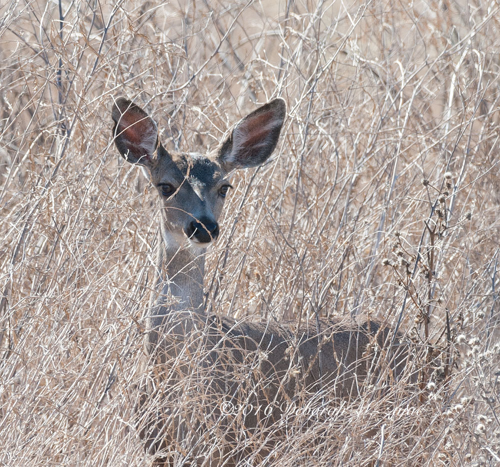 Doe Deer Female