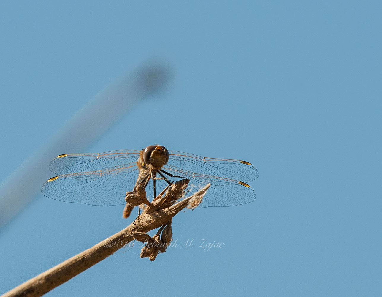 Dragon Fly