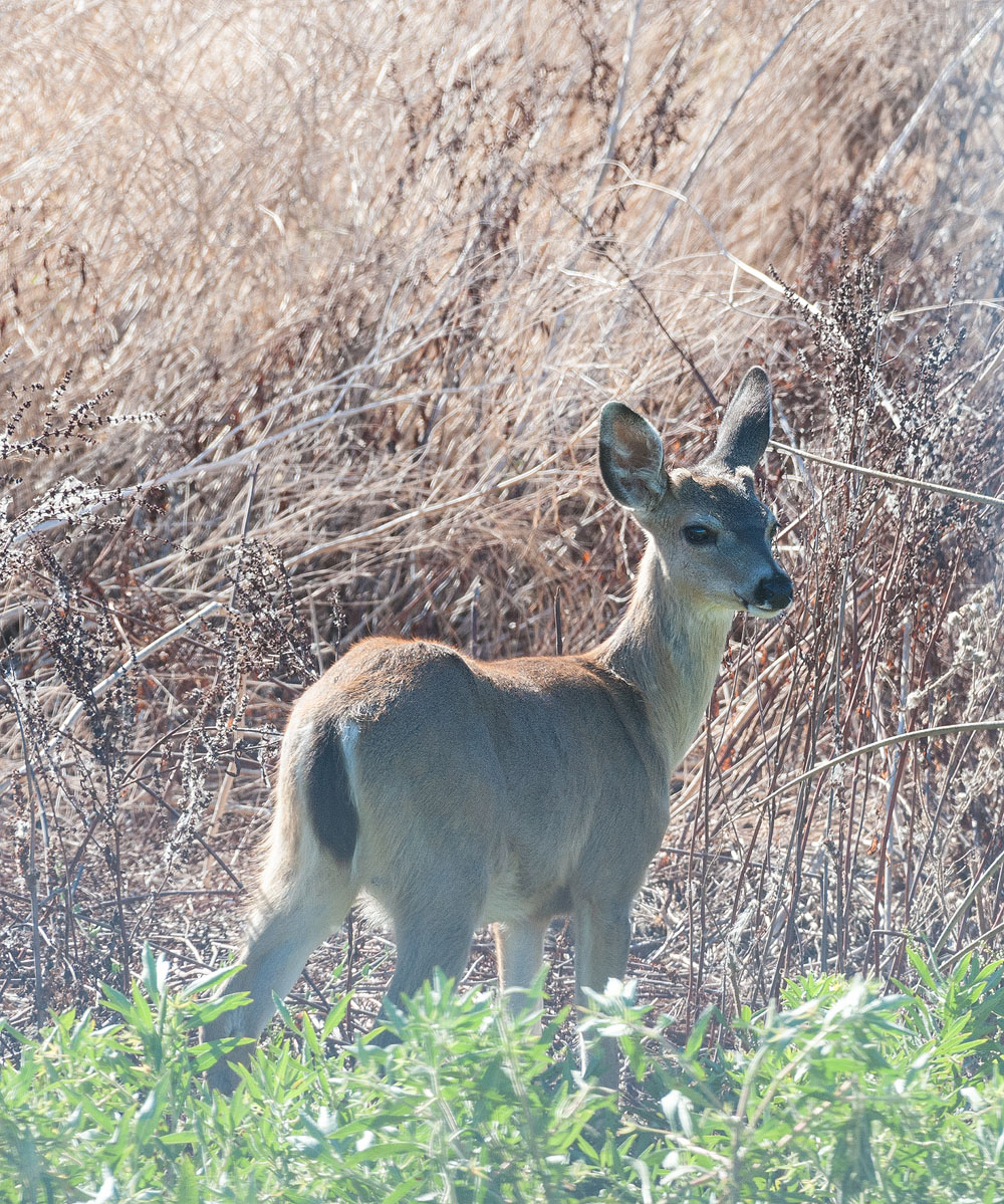 Fawn Male