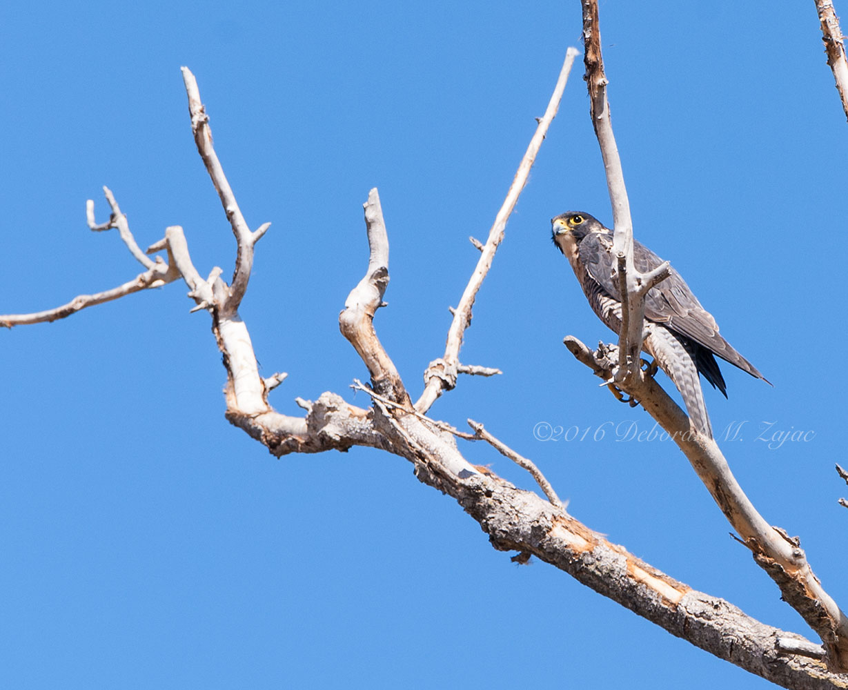 Copyright © 2016 Deborah M. Zajac ALL RIGHTS RESERVED