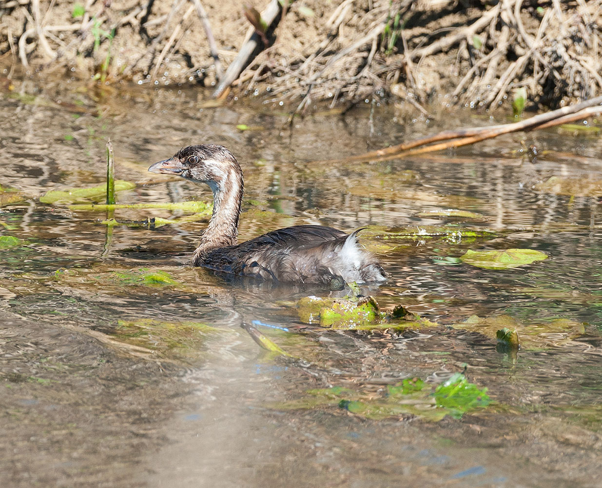 Pied-billed Grebe