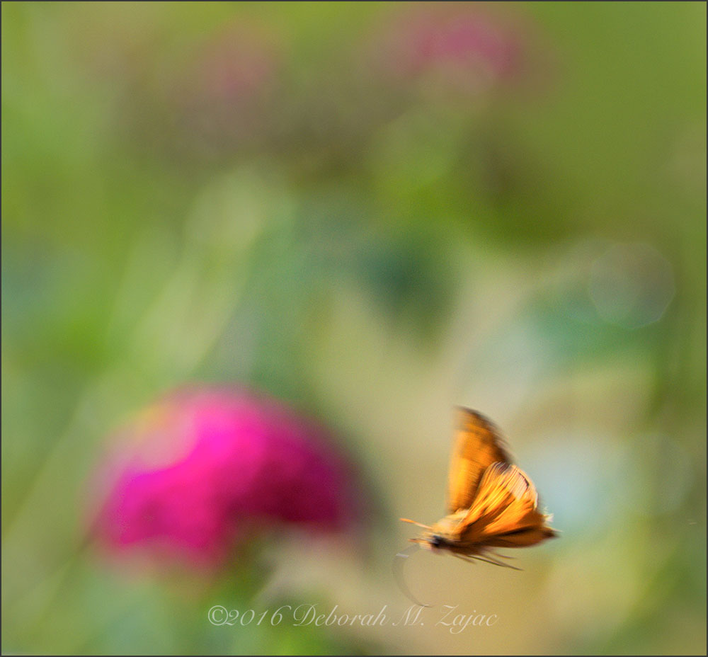 Flight of the Firery Skipper