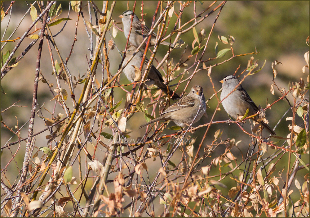 White Crowned Sparrows