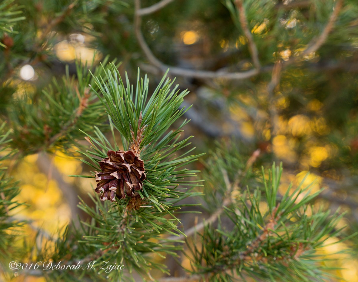 Pinecone  Virginia Lake Area