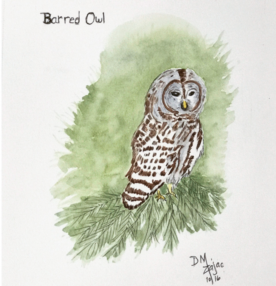 Barred Owl in Watercolor