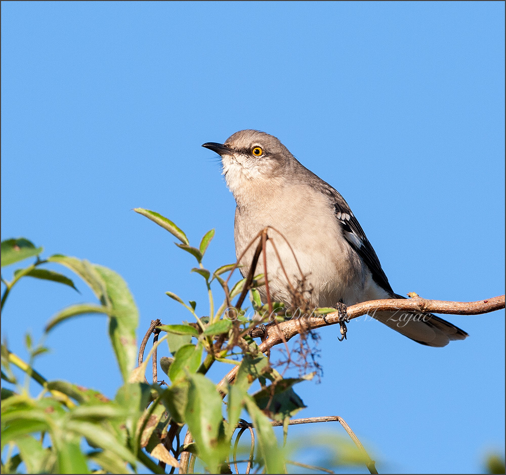 Northern Mockingbird
