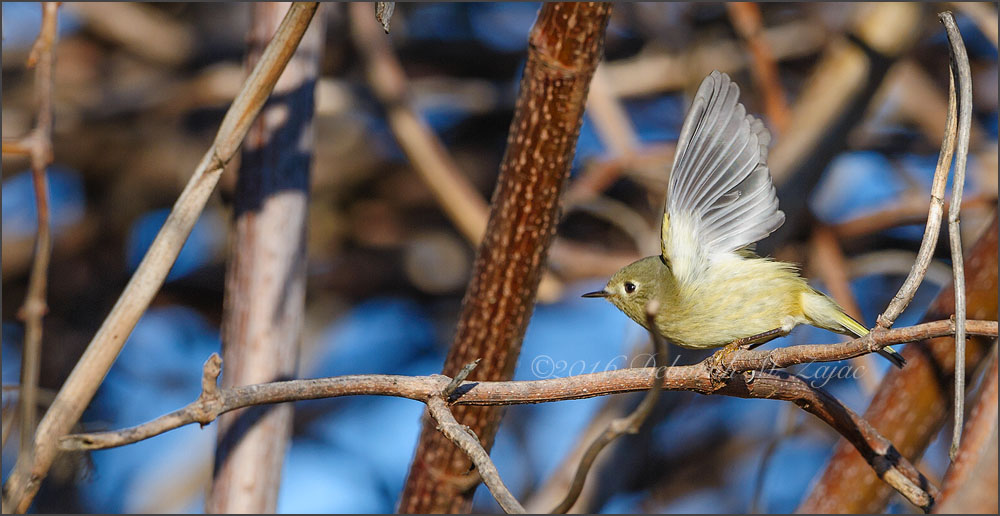 Ruby-Crowned Kinglet