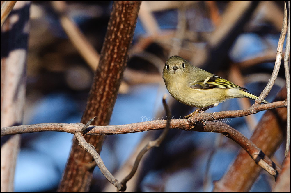 Ruby-crowned Kinglet
