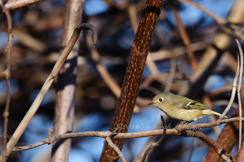 Ruby-crowned Kinglet