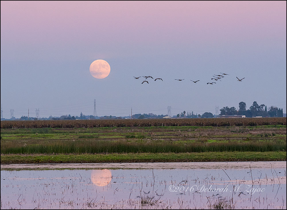 Sandhill Cranes and the Super Moon November 2016