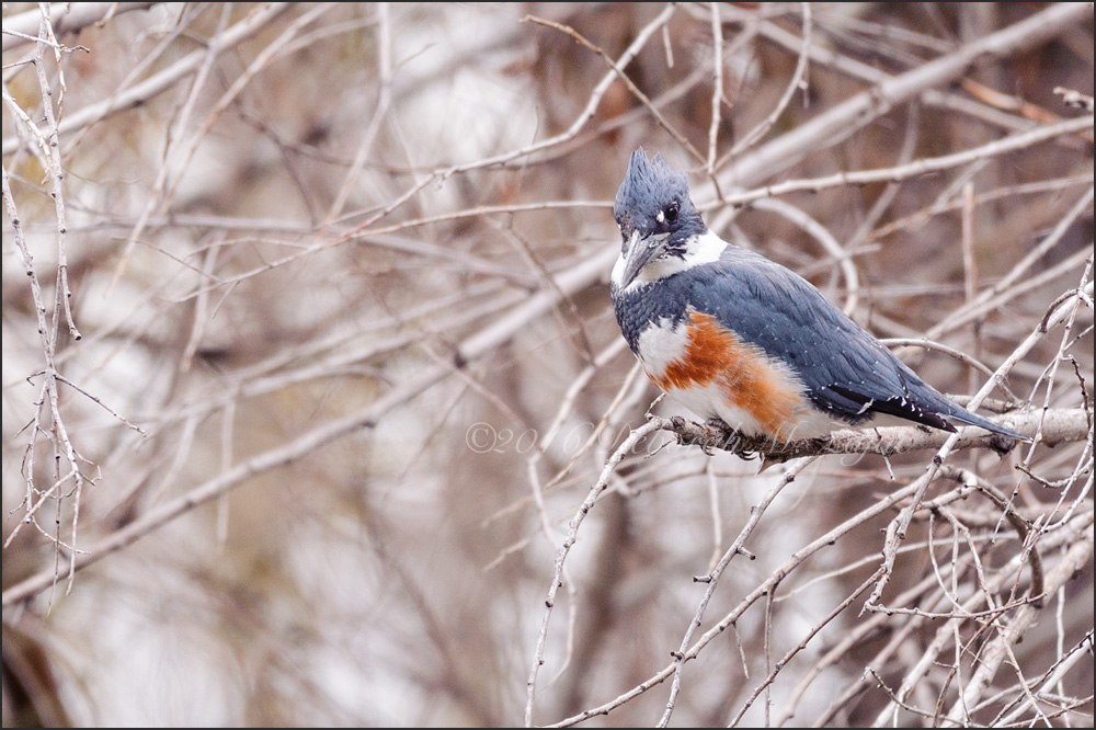 Belted Kingfisher