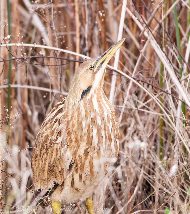 American Bittern
