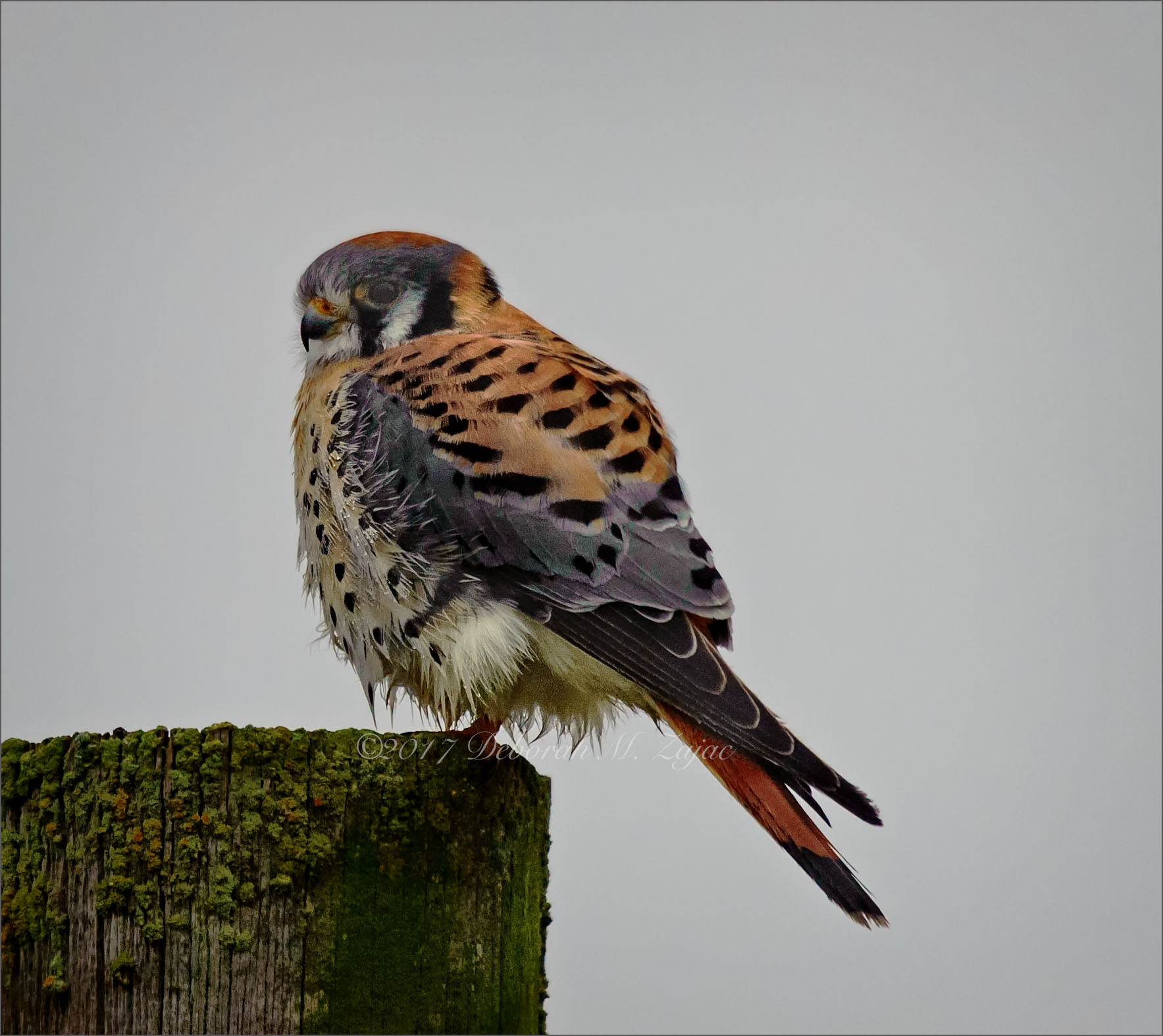 American Kestrel Male